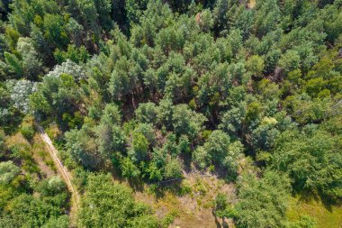 Drone view of the summer deciduous oak and pine forest from above.