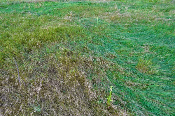Güneşli yaz gününde çimenlikte yeşil sulu çimenler - doğal arkaplan dokusu.