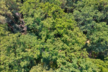 Drone view of the summer deciduous oak and pine forest from above.
