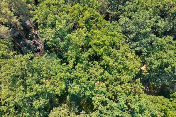 Drone View Summer Deciduous Oak Pine Forest — Fotografia de Stock