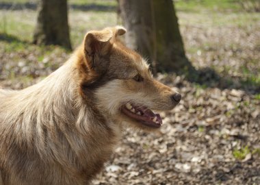 Köpek..