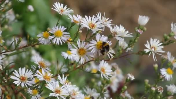 Färgglada biet går från blomma till blomma. — Stockvideo