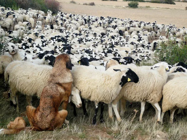 Cão e rebanho — Fotografia de Stock