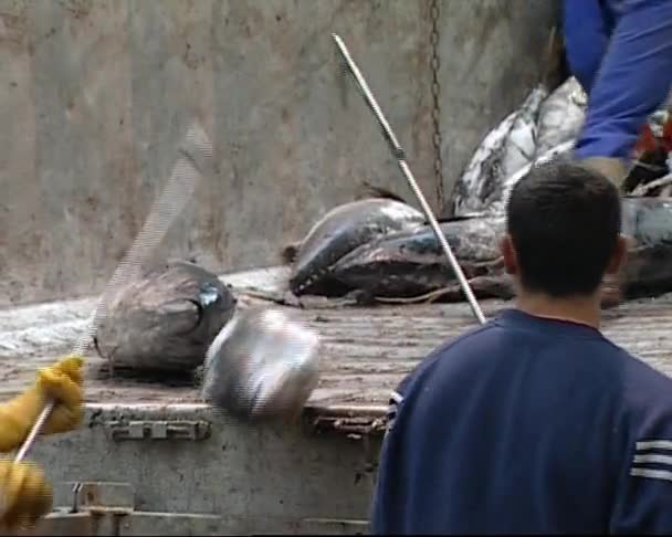 冷冻的金枪鱼 — 图库视频影像