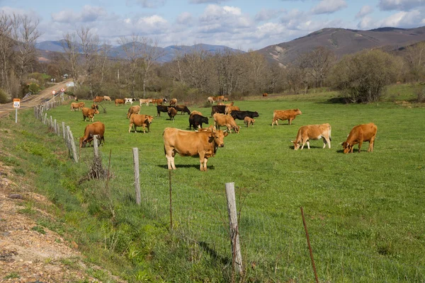 Kor betar på grön äng — Stockfoto