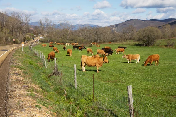 Kühe grasen auf der grünen Wiese neben der Nebenstraße — Stockfoto