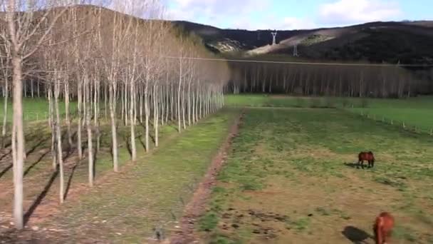 Viajando paisaje desde el coche. Caballos y vacas — Vídeos de Stock