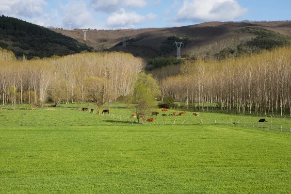 Lente landschap groene velden en weiden met grazende koeien en poplar grove — Stockfoto