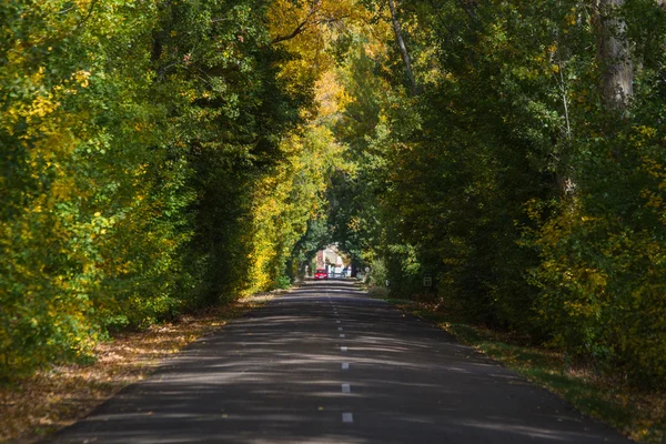 Дорога с деревьями осенью и красный автомобиль — стоковое фото