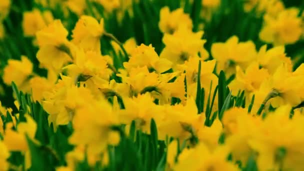 Daffodils no vento — Vídeo de Stock