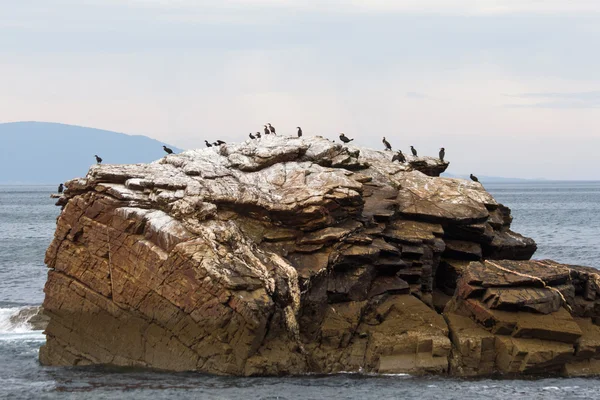 Cormoranes en isla rocosa — Foto de Stock