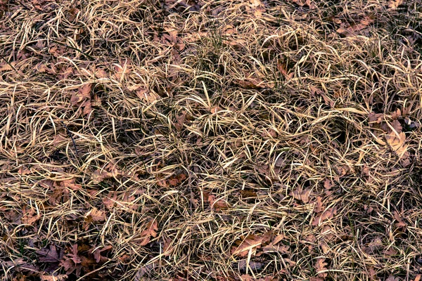 Texture grass and leaves — Stock Photo, Image