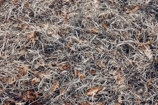Textura hierba y hojas —  Fotos de Stock