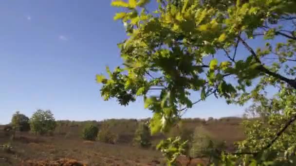 Ramas de roble en Sstrong Winds en primavera — Vídeos de Stock