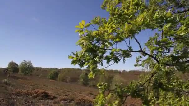 Rami di quercia in forti venti in primavera — Video Stock