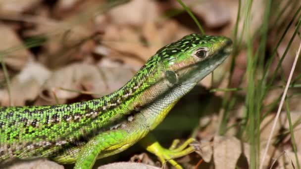 Green Lizard on Oak Forest ( 3 cuts ) — Stock Video