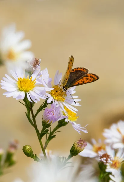 Butterfly and Flower Daisy — Stock Photo, Image