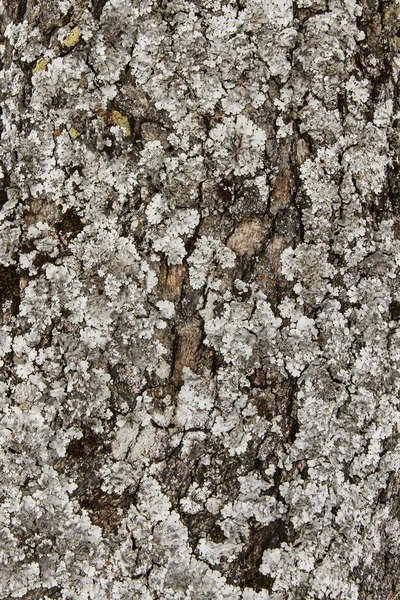 Texture of gray lichens on tree — Stock Photo, Image