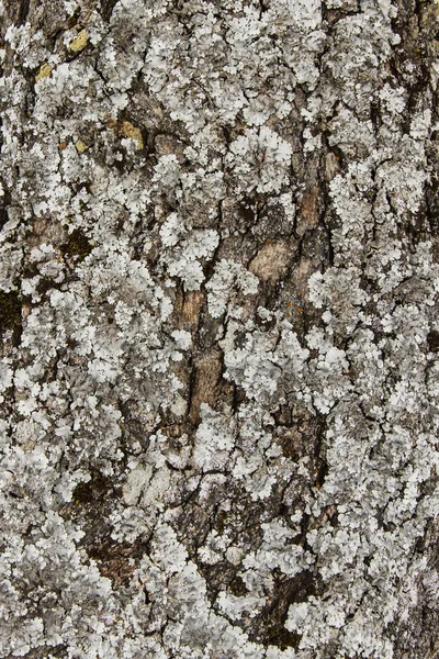 Textur von grauen Flechten am Baum Stockbild