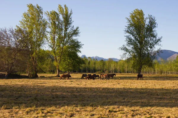 Landschaft mit Pferden — Stockfoto