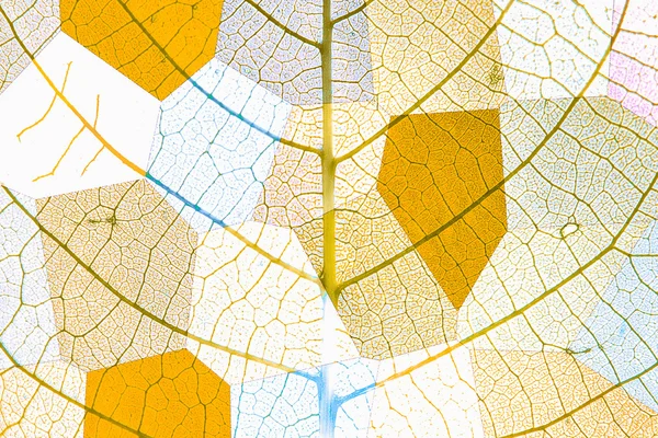 植物基金パズル ロイヤリティフリーのストック画像