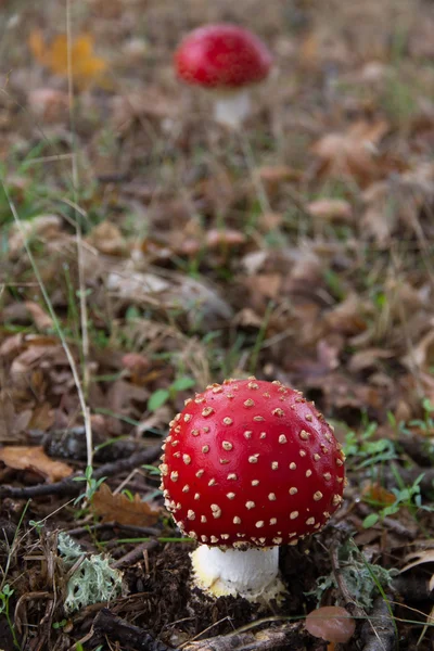 Pilze amanita muscaria — Stockfoto