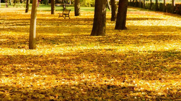 Herfst bladeren — Stockfoto