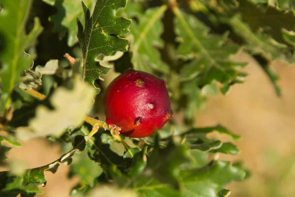 Pomme de chêne — Photo