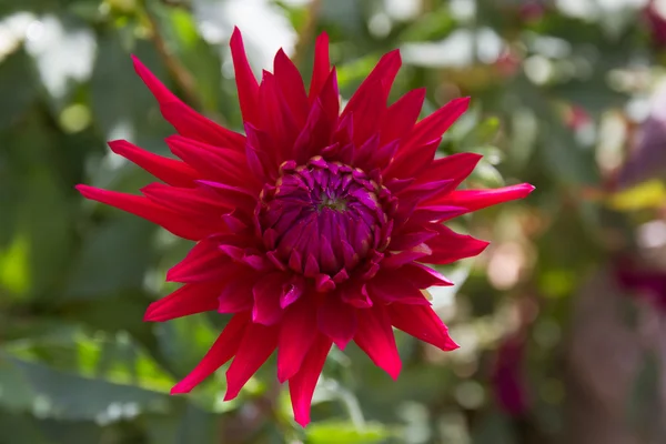 Fleur de dhalia — Photo