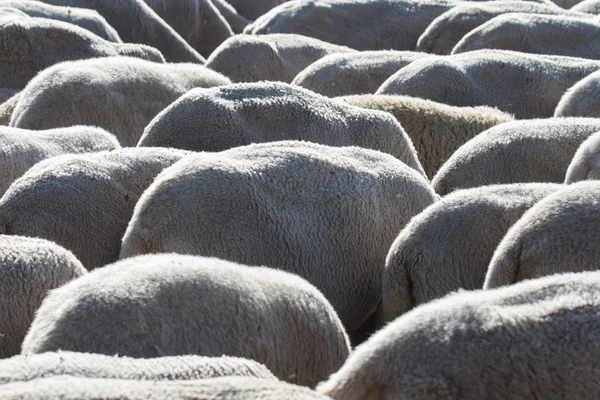 Flock av får bete — Stockfoto