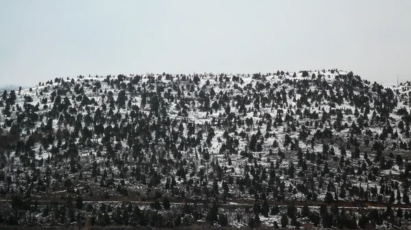 Junipers floresta whith neve — Fotografia de Stock