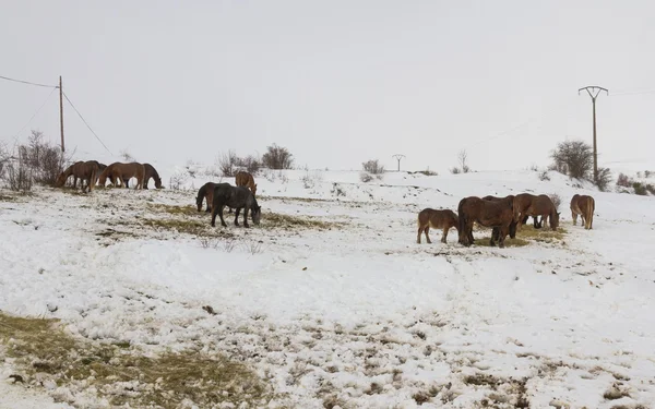 Cavalos na neve — Fotografia de Stock