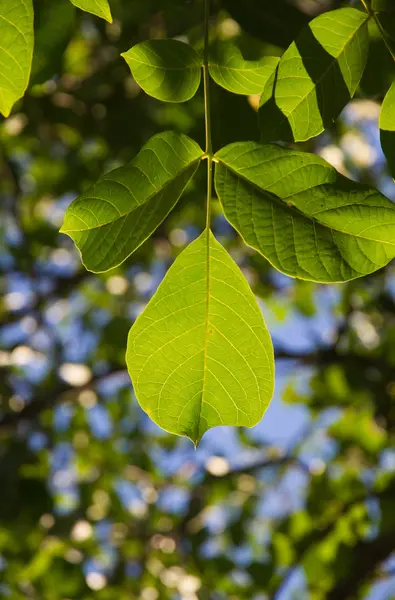 Soliga träd blad — Stockfoto