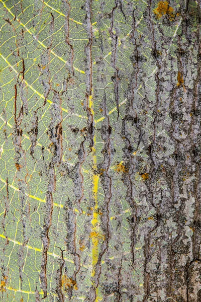 배경 나무 줄기 — 스톡 사진