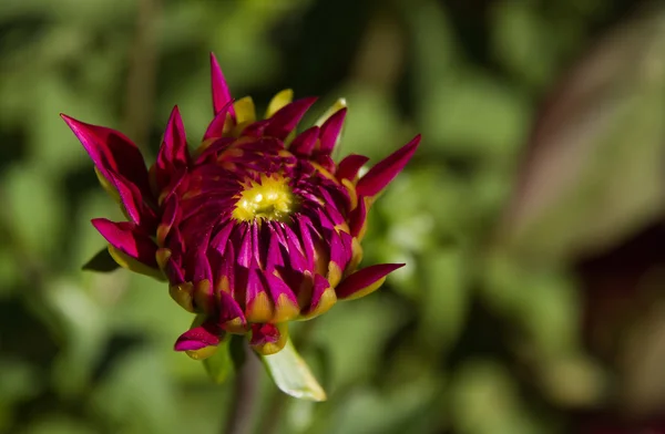 Fleur de germe de dhalia — Photo