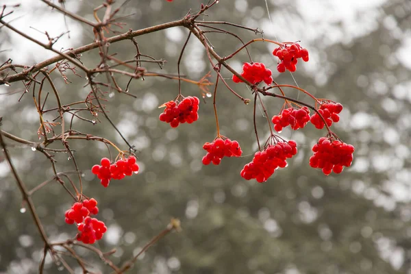 红色的果实在秋天的灌木丛中有点皱巴巴的 晨露的水滴和焦虑不安的背景 — 图库照片