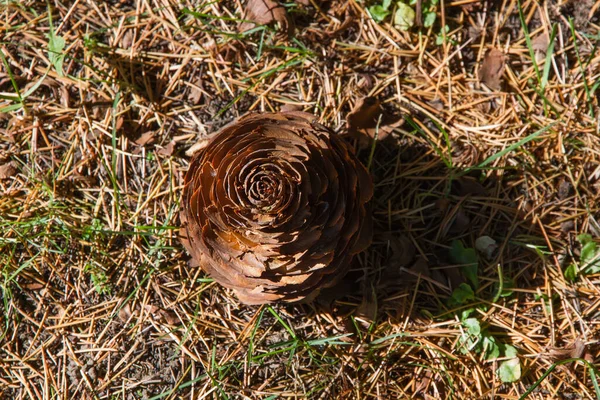 Cone Dry Fall Ground Tree Cedar Cedrus Deodara — Stock Photo, Image