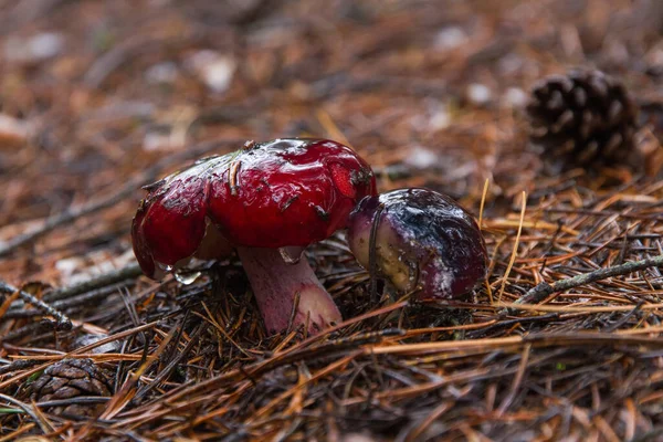 Sienet Verinen Brittlegill Russula Sanguinea Verta Punainen Mäntymetsässä Kattaa Sadeveden — kuvapankkivalokuva