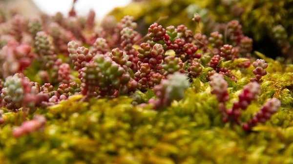 Jeden Gatunek Rośliny Sedum Wiosną Urodzony Skalnej Ścianie — Zdjęcie stockowe