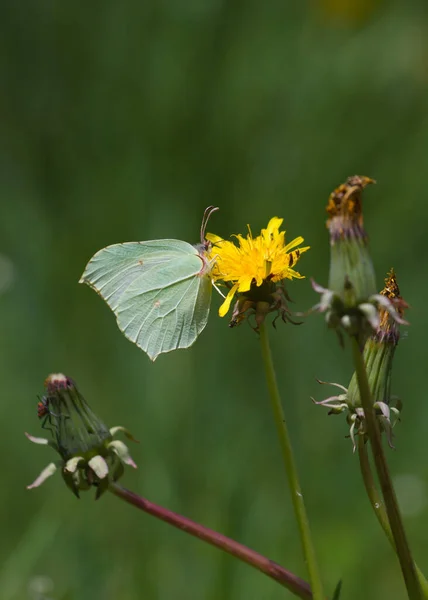 Butterfly Brimstone Gonepteryx Rhamni Sulfur Green Tones Perched Yellow Dandelion — Stock Photo, Image