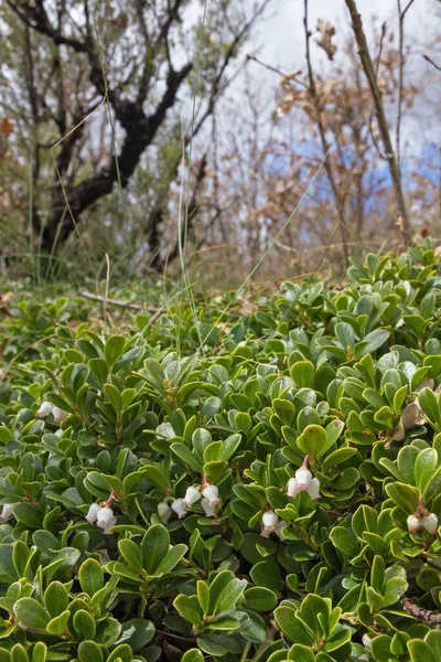 Planta Trepadora Bearberry Arctostaphylos Uva Ursi Que Cubre Lado Bosque —  Fotos de Stock