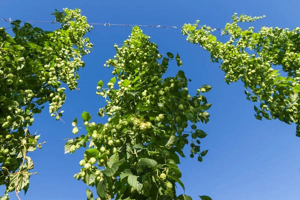 Fleurs Dans Plante Houblon Dans Temps Proche Votre Collection — Photo