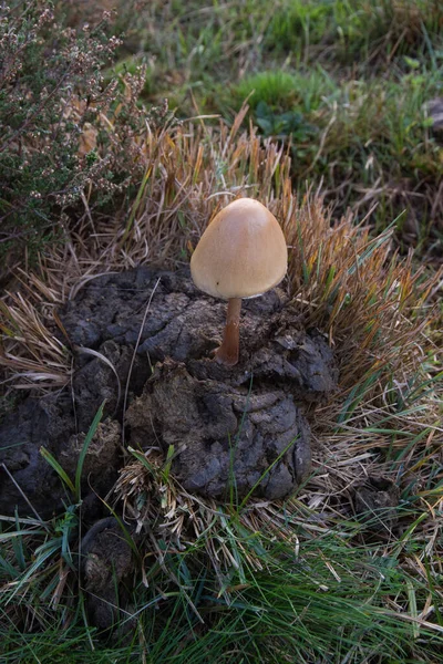 Mushroom Anellaria Semiovata Cow Dung — Stock Photo, Image