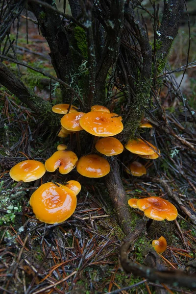 Funghi Flammulina Velutipes Arancioni Bagnati Dalla Pioggia — Foto Stock