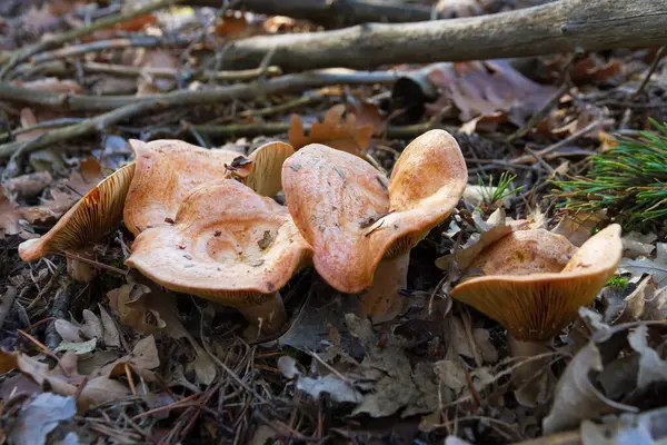 Chanterelles Mushrooms Autumn Forest — Stock Photo, Image