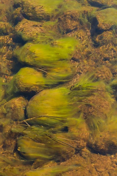Alghe Verdi Nel Torrente — Foto Stock