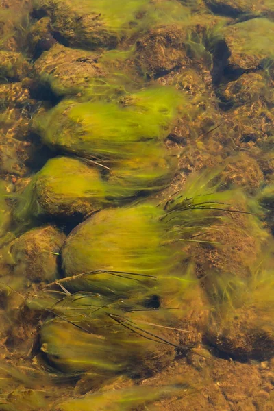 Groene Algen Stroom — Stockfoto