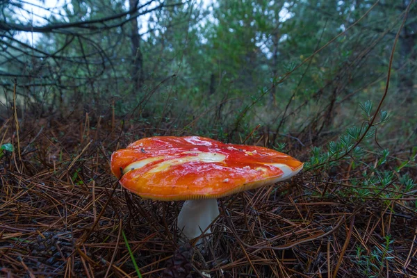 Red Mushroom Fly Agaric Amanita Muscaria Bagnato Dalla Pioggia Sul — Foto Stock