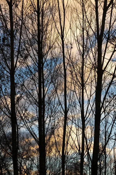 Vinter Poppel Träd Bakgrundsbelyst Med Bakgrund Himlen Med Moln Gryningen — Stockfoto