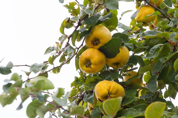 Detail Branch Yellow Quinces Tree Cloudy White Sky Background — Stock fotografie